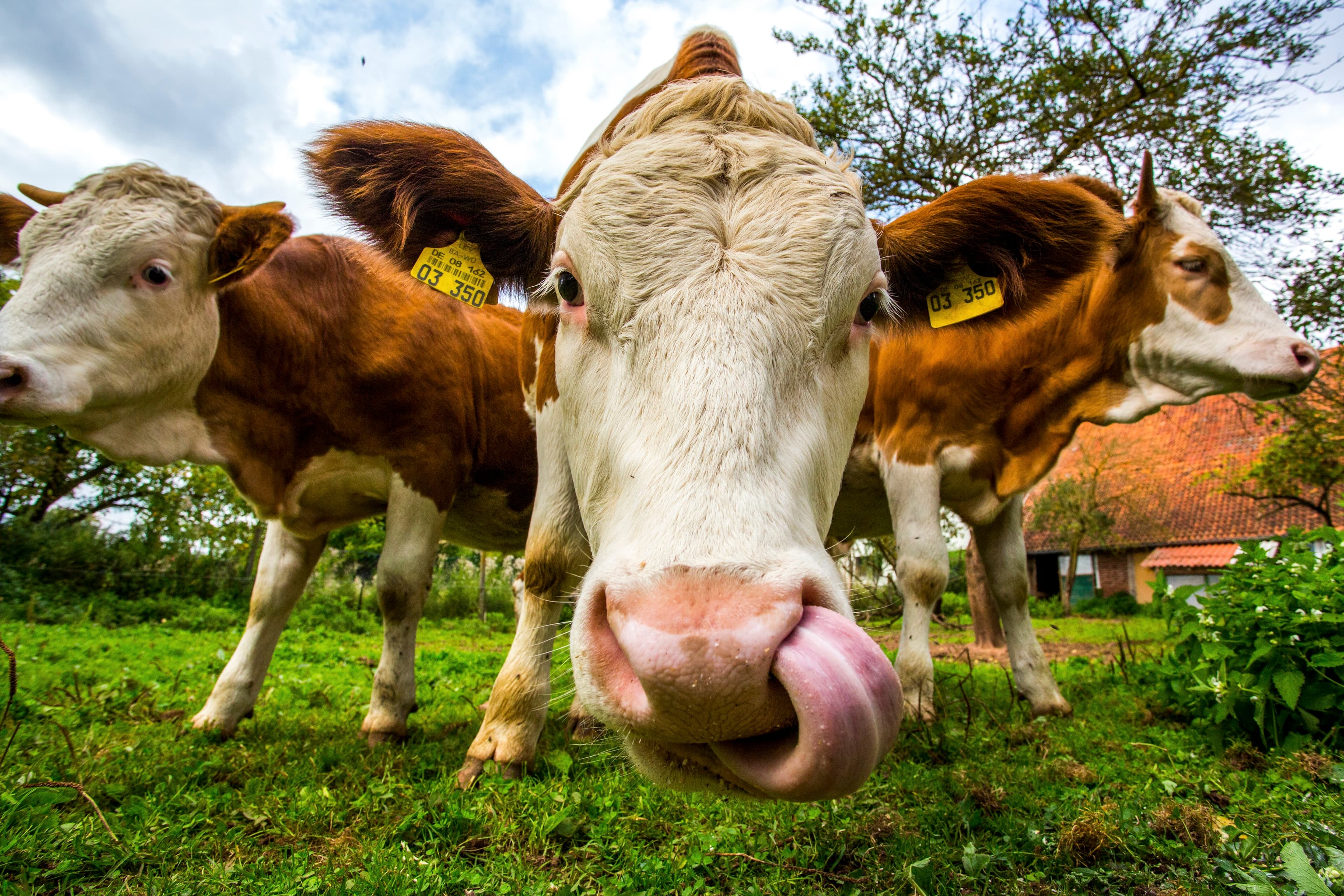 Image at row 6, column 1